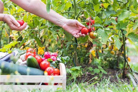 Eight Local Farms You Can Get Your Produce From This Summer