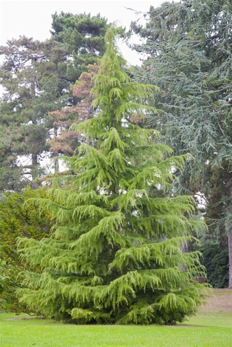 Learn About The Beautiful Weeping Deodar Cedar Evergreen Landscape