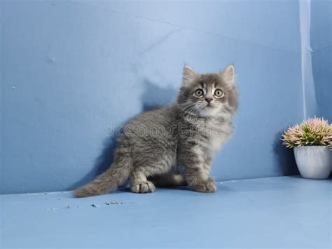 Persian Cat Kucing Cats Pet Anggora Stock Photo Image Of Persian