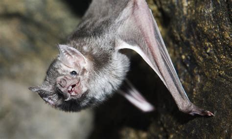 Rabies Infected Vampire Bats Now 30 Miles Outside Texas Coming To Us