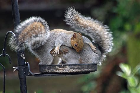 Squirrel Behaviour Dominance Aggression And Territoriality Wildlife