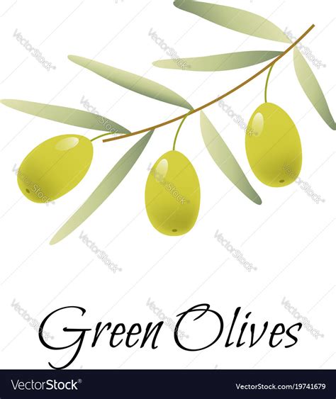 Green Olives Branch Logo Label Royalty Free Vector Image