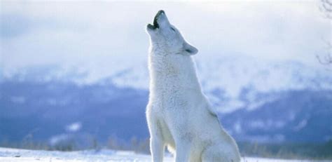 Arctic Wolf Diet Facts Chars Habitat Life Span