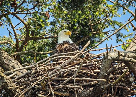 Bald Eagle Nesting They Don T Mess Around Building A Nest Flickr