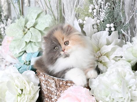 Pastel Calico Persian Kitten For Salepersian Kittens For Sale In A
