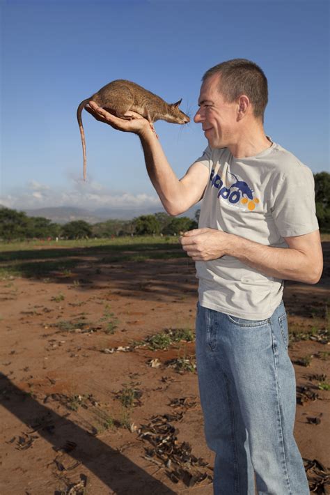 The African Giant Pouched Rat An Animal Conditioned To Save Lives