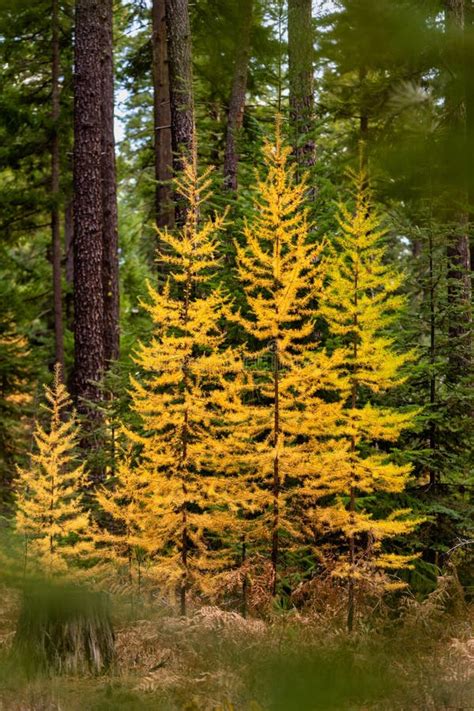 Fall Color Larch Trees In Oregon Stock Image Image Of Autumn Cascade