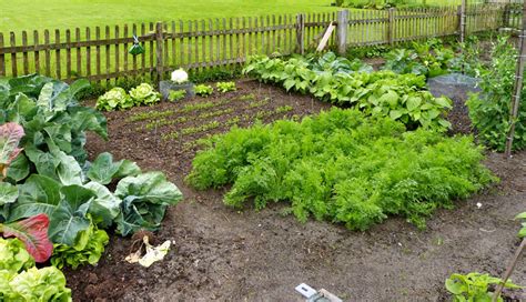 Guide To Fall Vegetable Planting Blog Growjoy