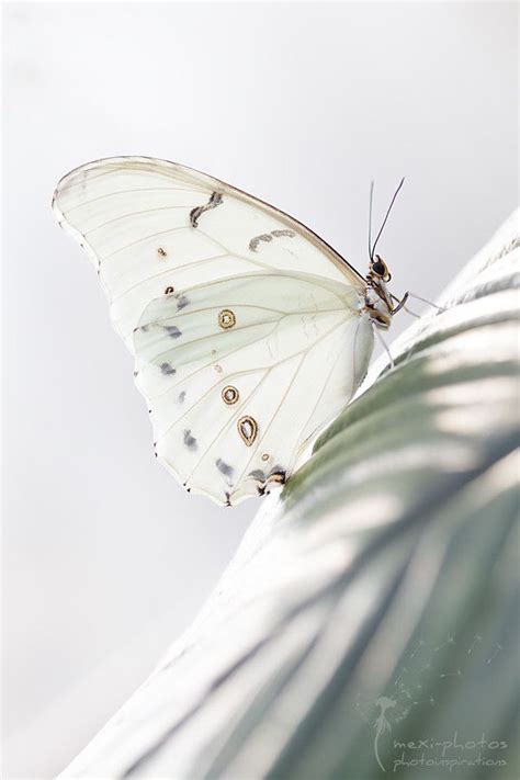 Butterfly By Astrid Carnin 500px Beautiful Butterflies Wildlife
