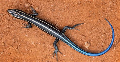 Five Lined Skink Nature Of The Lake Lakemagazinelife