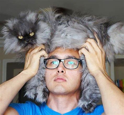 People Wearing Cats As Hats Is The Cutest Trend Right Now