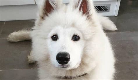 15 Funny Pictures Explaining Why We Love Samoyed Dogs So Much Petpress