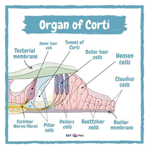 Organ Of Corti Ear Anatomy Medizzy