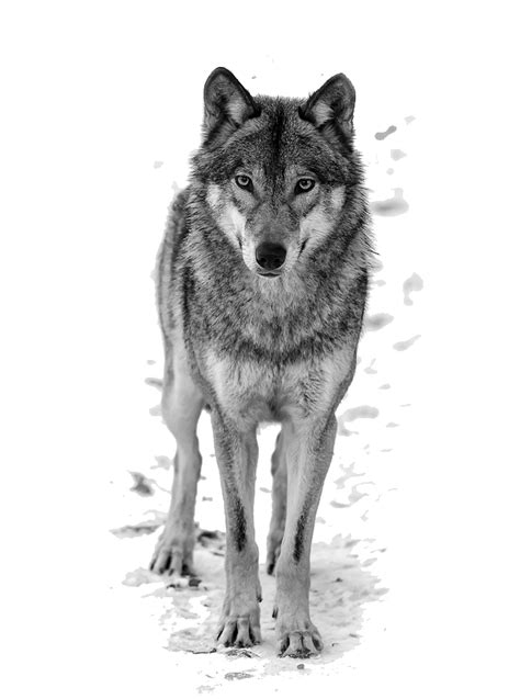 Over 566 wolf images png images are found on vippng. Wolf PNG Transparent 140+ stock images free