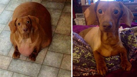 Former Obese Dachshund Loses 43 Pounds After Year Of Dieting And