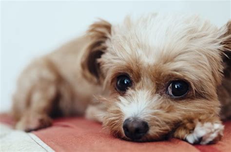 Yorkipoo Everything You Should Know About The Yorkie Poo Dog All