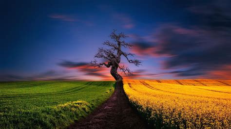 The Lonely Tree Wallpapers Wallpaper Cave