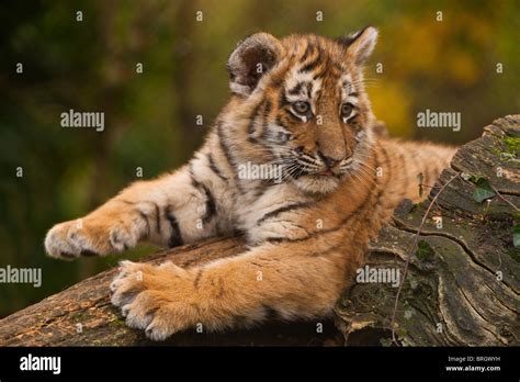 Siberianamur Tiger Cub Laying On Tree Stock Photo Alamy