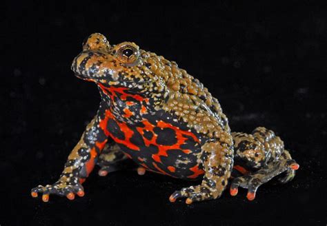 Fire Bellied Toad Animal Wildlife