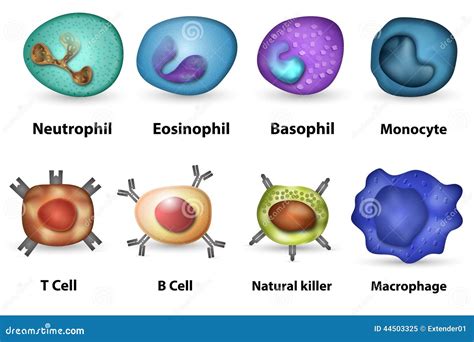 White Blood Cells Overview Stock Illustration Illustration Of