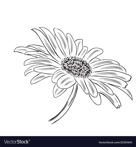 Hand Drawn Outline Daisy Flower Isolated On White Vector Image