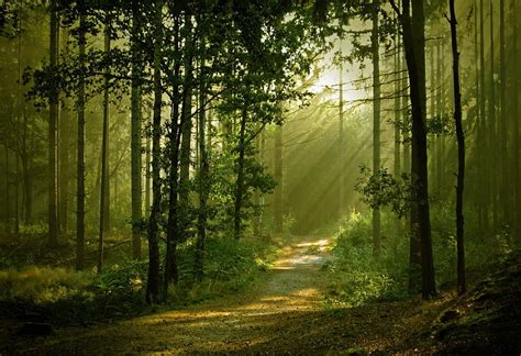 Sunlight In Forest Forest Glow Lovely Sunlight Greenery Bonito