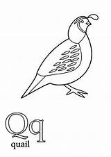 Quail Coloring Clip Library Clipart Popular Books Line sketch template