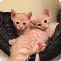 Find 7 pet care jobs and animal care employment opportunities in richmond, va hiring now. Richmond, VA - Domestic Shorthair. Meet Max a Kitten for ...