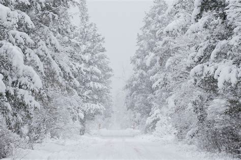 Snowy Landscape On Moose Creek Road During Blizzard In Rimini John