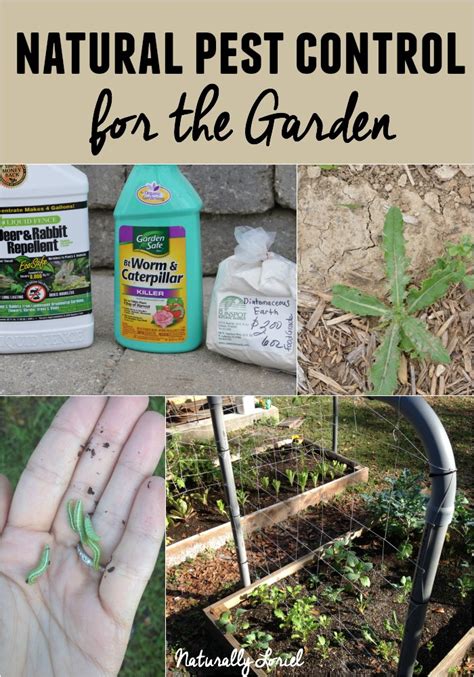 Maybe you would like to learn more about one of these? Naturally Loriel / Natural Pest Control For the Garden - Naturally Loriel
