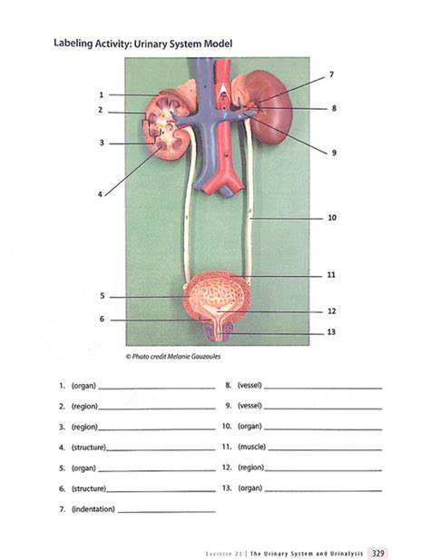 ️urinary System Worksheet Free Download
