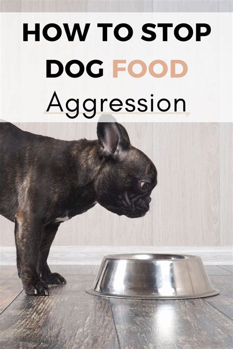 How To Stop Food Aggression In Dogs Food Aggression In Dogs Can Dogs