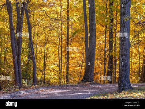 Beautiful Fall Drive Besides Golden Trees In Michigan Usa Stock Photo