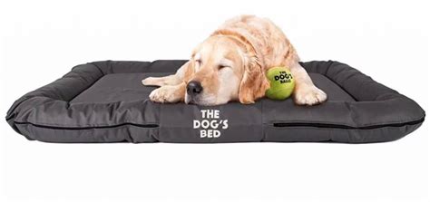Best Dog Beds For Golden Retrievers Updated November 2023