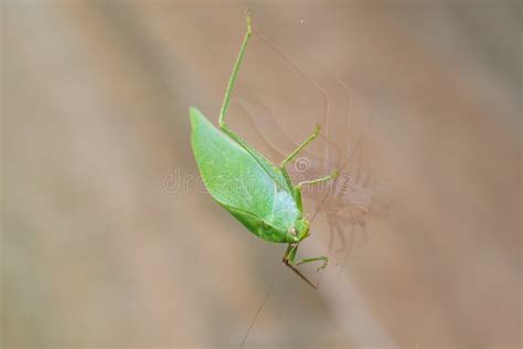small green cricket resting on a glass stock image image of life alone 217939881