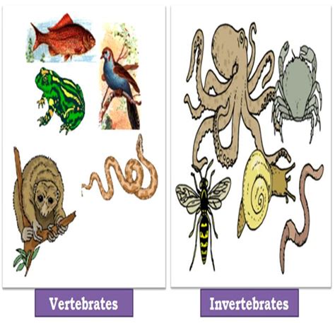 Difference Between Vertebrates And Invertebrates