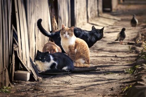 6 Best Cat Food For Feeding Feral Cats 2023 Were All About Pets