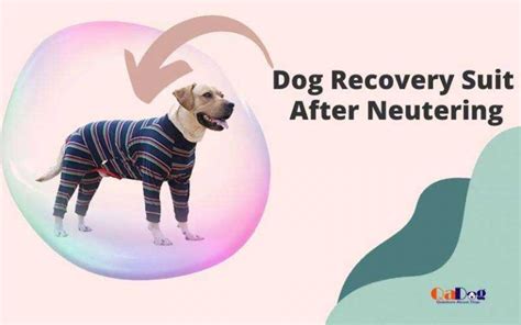 Top 6 Best Dog Recovery Suit After Neutering Reviews