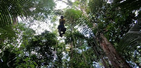 Expedition Finds Tallest Tree In The Amazon University Of Cambridge
