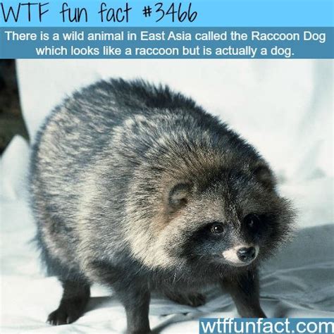 The Japanese Raccoon Dog Also Known As Tanuki Is A Subspecies Of The