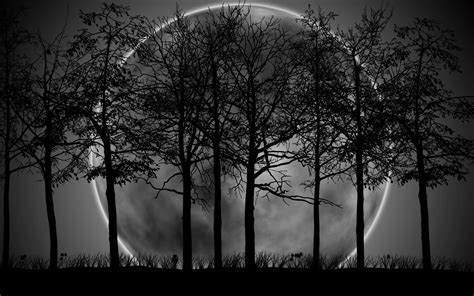Free Download Dark Forest Moon Hd Wallpaper Background Images 2560x1600 For Your Desktop