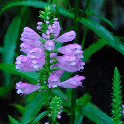 Maybe you would like to learn more about one of these? Obedient plant - FineGardening