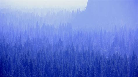 Forest Trees Blue Tone 5k Wallpaperhd Nature Wallpapers4k Wallpapers