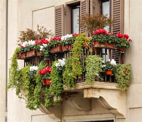 Green And Flower Plants For Balconies And Terraces In Winter