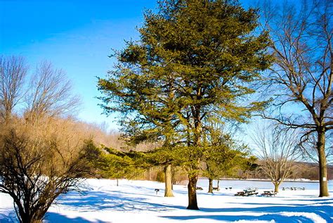 Virginia Pine Trees For Sale Online The Tree Center
