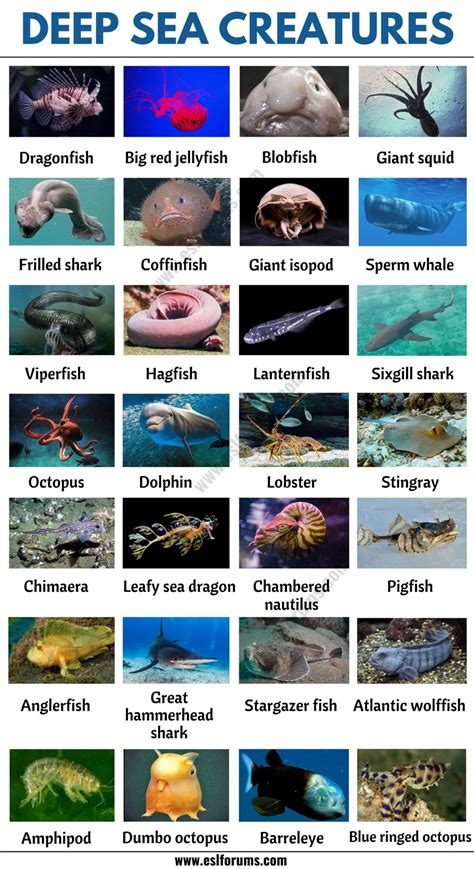 Deep Sea Creatures List Of 25 Creatures That Live In Deep Ocean Esl