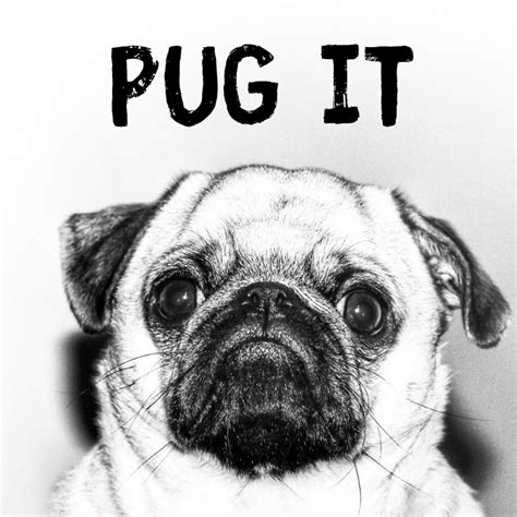 Copy Of Pug Meme Template Postermywall