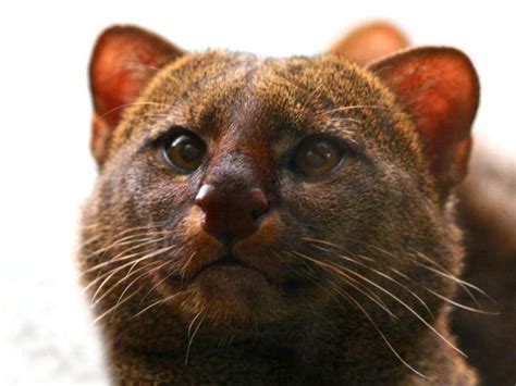 Jaguarundi Wild Cats Cute Endangered Animals Cute Animals