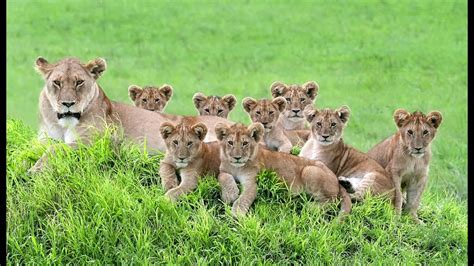 The Story Behind The Photo A Pride Of Adorable Lion Cubs Youtube