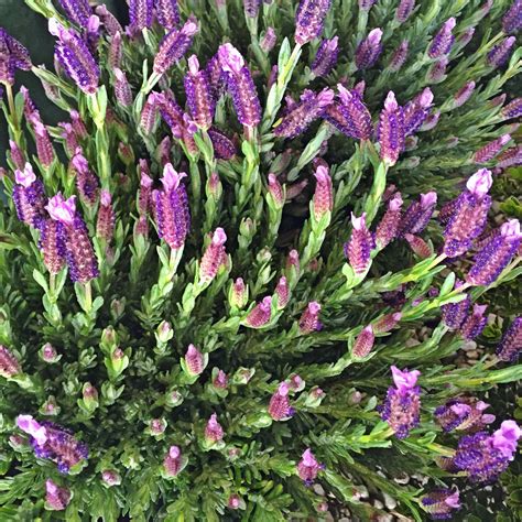 Wintering bees at the right time. Winter Bee Spanish Lavender growing and thriving ...